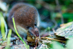 Докрая - як позбутися? Докрая - як позбутися?